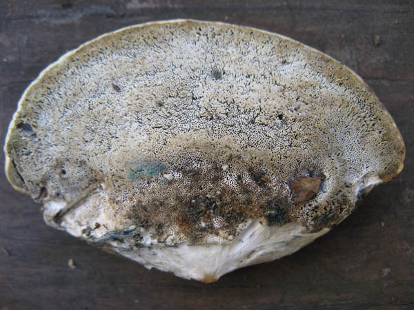 Blue bruising polypore mushroom