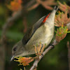 Scarlet-backed Flowerpecker (female)