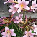 Pink Trumpet Lilies