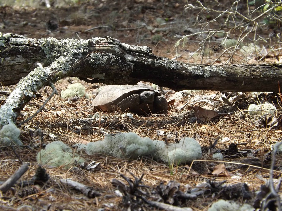 Gopher Tortoise