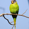 Plum-headed Parakeet (Female)