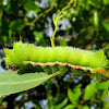 Larva - helena gum moth