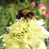 Eastern Bumblebee