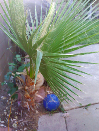 Califorina Fan Palm
