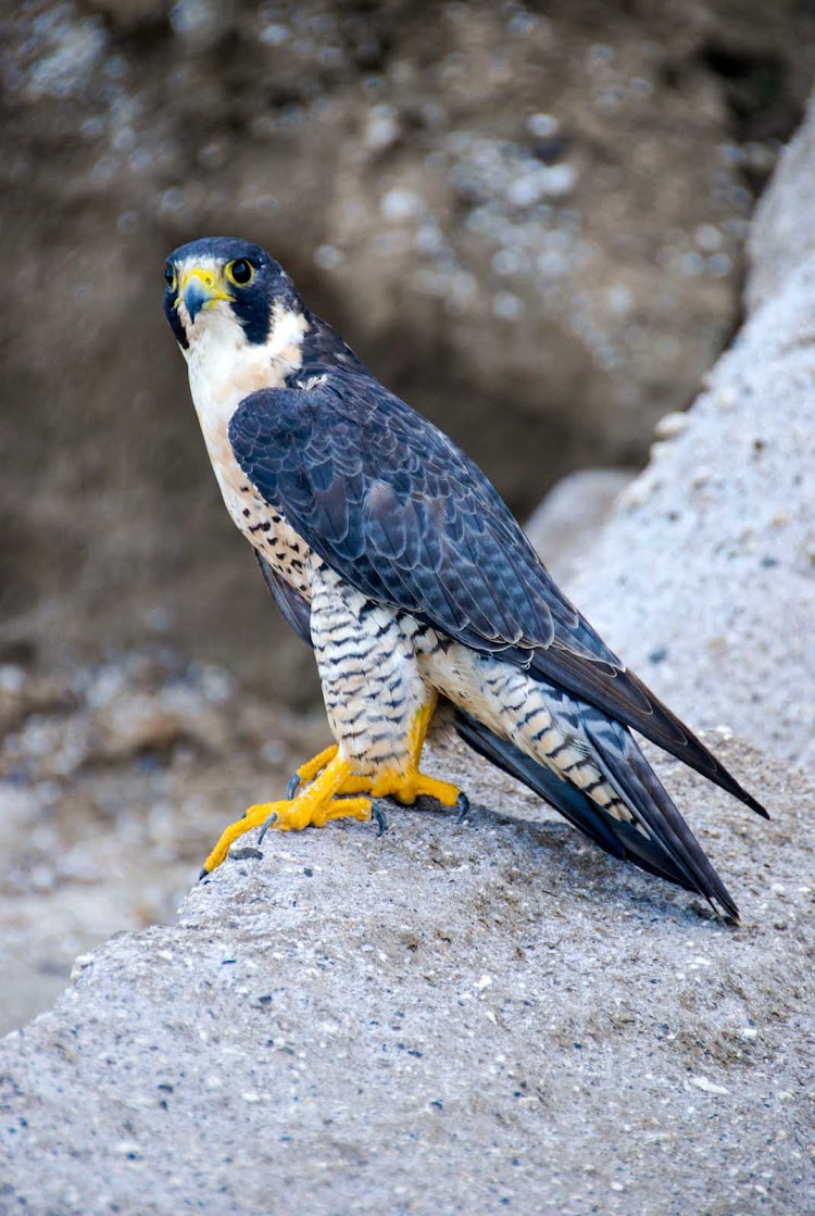 A peregrine falcon in Quill/Boven Park, which offers protection for the local wildlife of St. Eustatius island. 