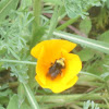 Yellow Faced Bumble Bee