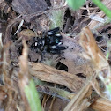 bold jumping spider