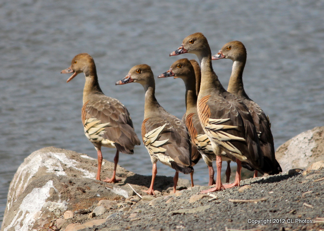 Grass Whistle Duck