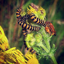 Cinnabar Moth caterpillar