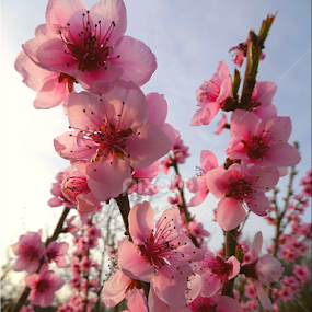 by Árpád Kovacsevics - Flowers Tree Blossoms