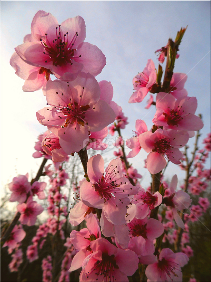 by Árpád Kovacsevics - Flowers Tree Blossoms