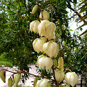 Yucca gloriosa