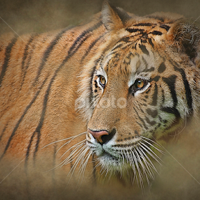 Tigris by Esteban Rios - Animals Lions, Tigers & Big Cats