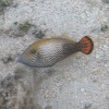 Hawaiian Filefish Fantail