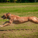 Roxy on the Run by Myra Brizendine Wilson -  