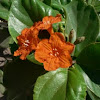 Ciricote flower
