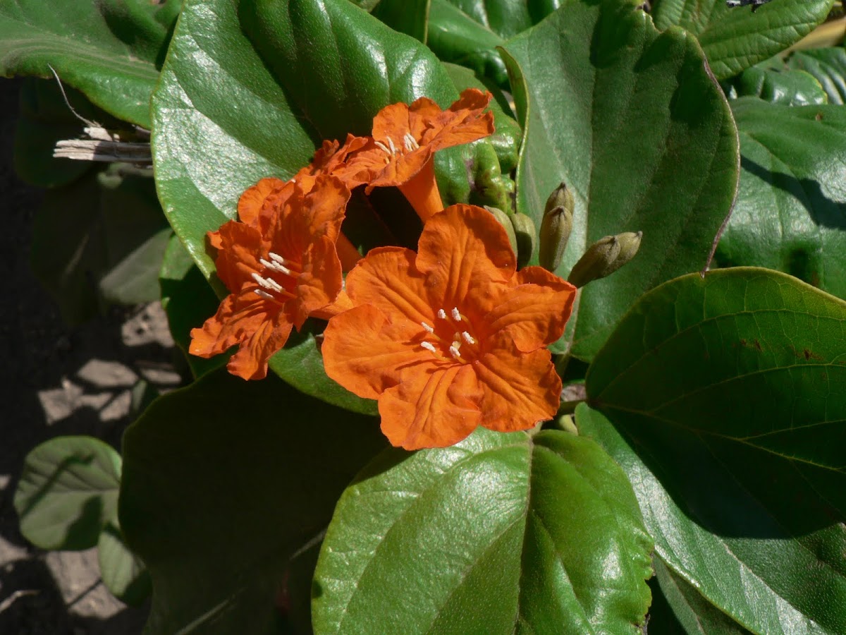 Ciricote flower