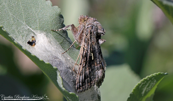 Looper Moth