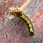 Goldline Caterpillar