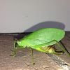 True Katydid