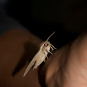 Pale Brown Hawk Moth