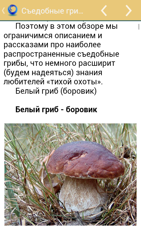 Грибы Screen 2