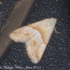 Eublemma Moth