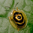 Golden Target beetle