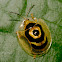 Golden Target beetle