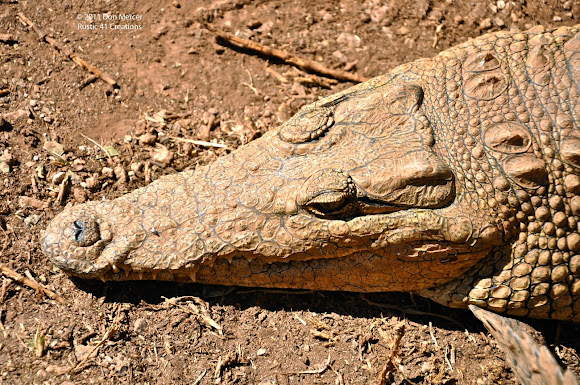 Nile crocodile | Project Noah