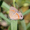 Red-banded Hairstreak