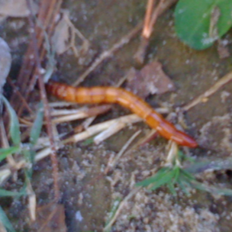 Eyed click beetle ( larva )