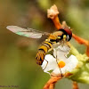 Common oblique syrphid fly