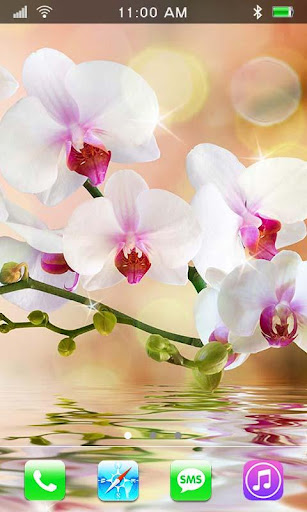 【免費個人化App】Orchids Beauty live wallpaper-APP點子