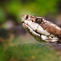 Cottonmouth or Water Mocassin