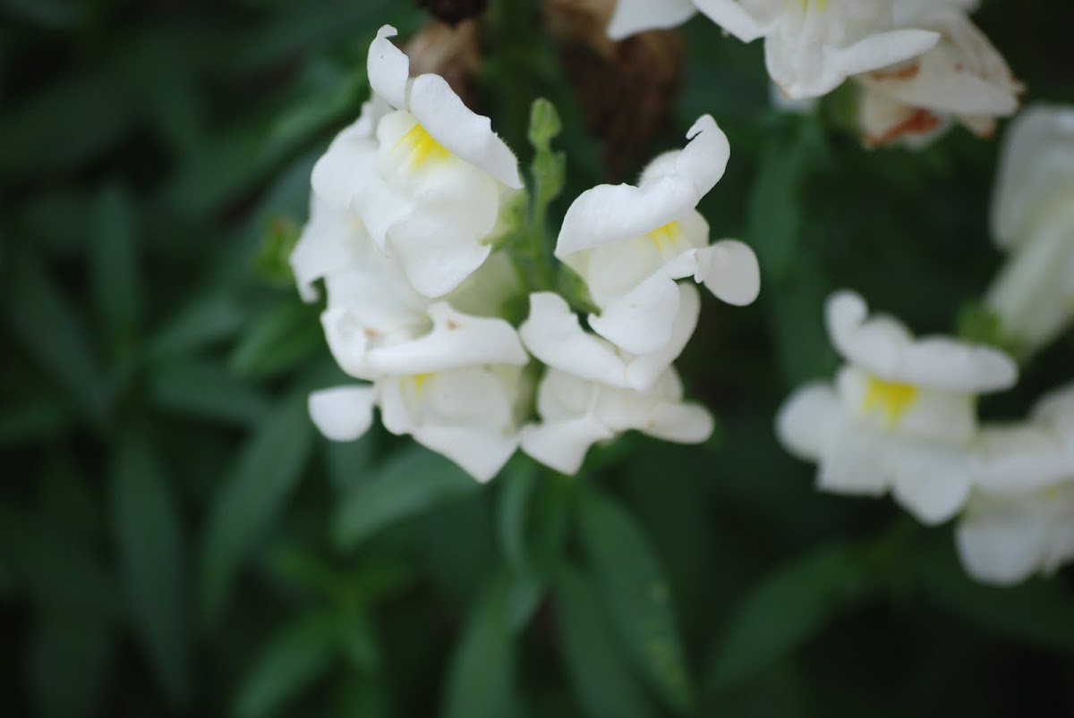 Snapdragons