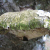 Old birch polypores ?