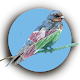 Aves de Chile AR APK