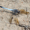 Blue Skimmer Dragonfly (male)