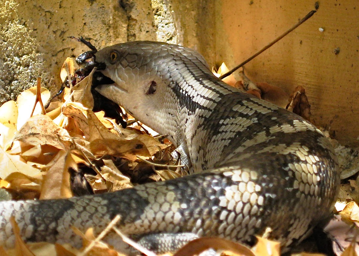 Eastern Blue-tongue Lizard (feeding juvenile)