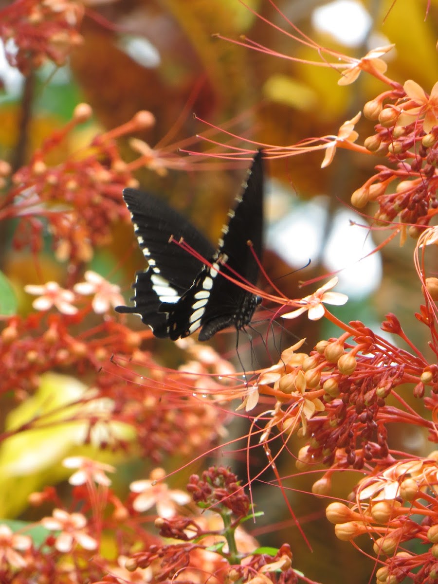 Common Mormon ----male  Papilio polytes
