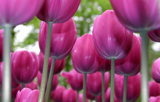 Purple Tulip Wallpapers HD