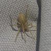Longlegged Sac Spider