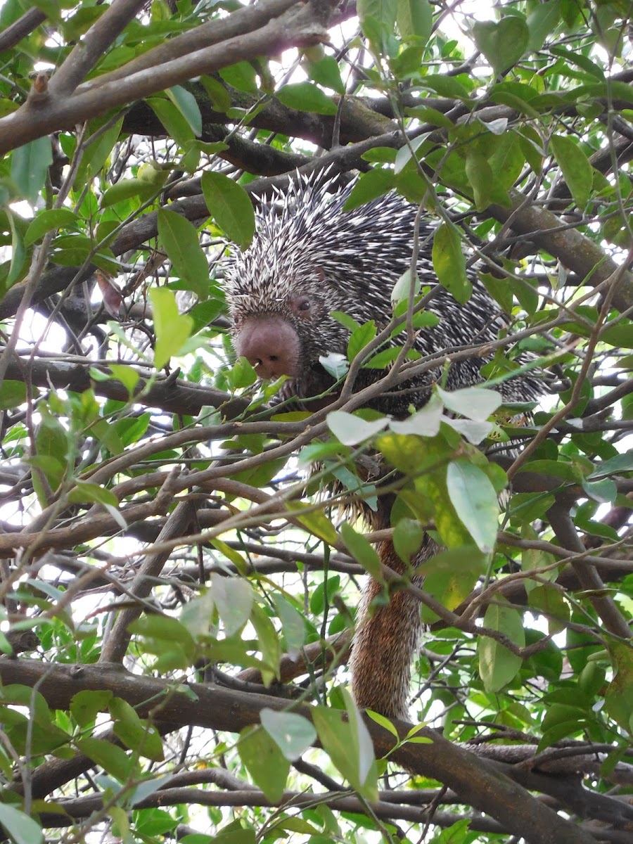 Prehensile tailed porcupine
