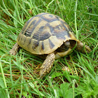Eastern Hermann's tortoise (Testudo hermanni boettgeri)