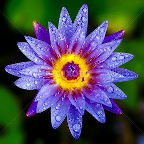 by Asher Jr Salvan - Flowers Single Flower