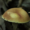 Mushroom - unknown