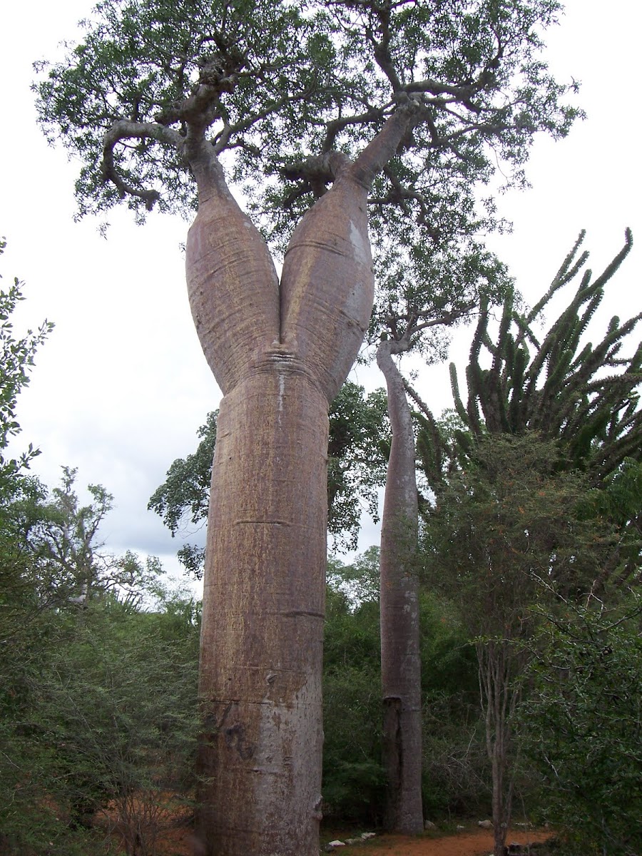 Double trunked Baobab