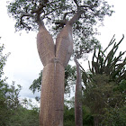 Double trunked Baobab