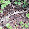 Diamondback Rattle Snake